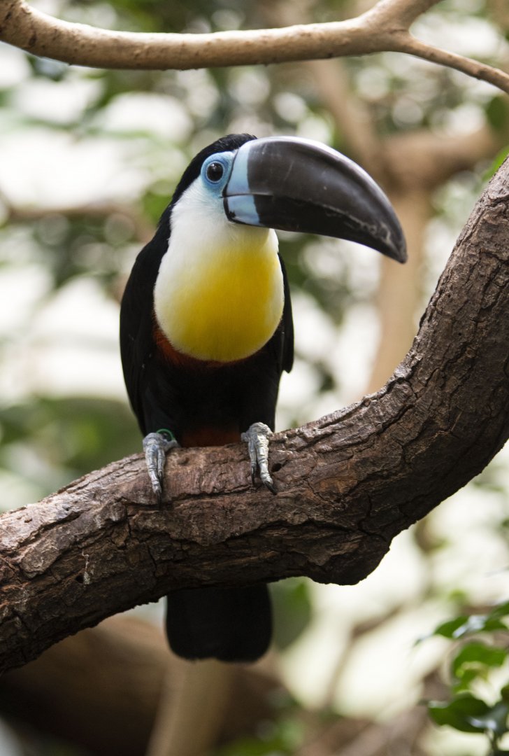 Channel-billed toucan (Ramphastos vitellinus vitellinus)