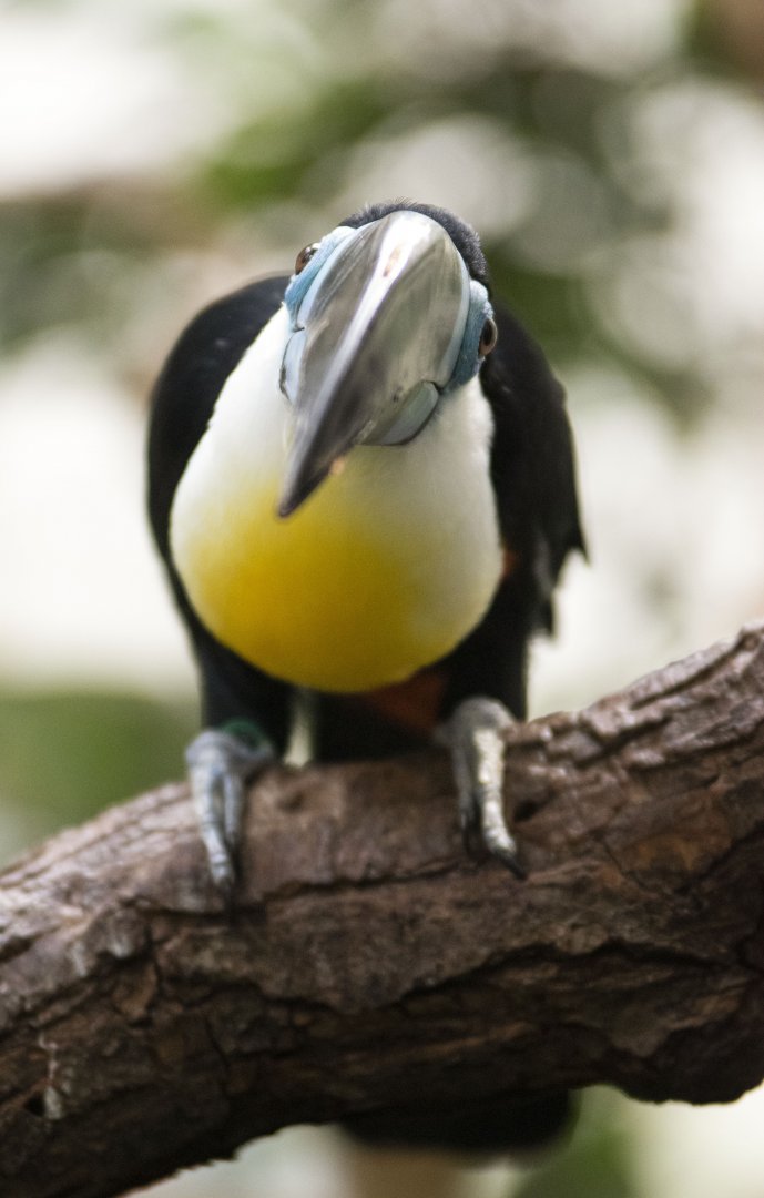Channel-billed toucan (Ramphastos vitellinus vitellinus)