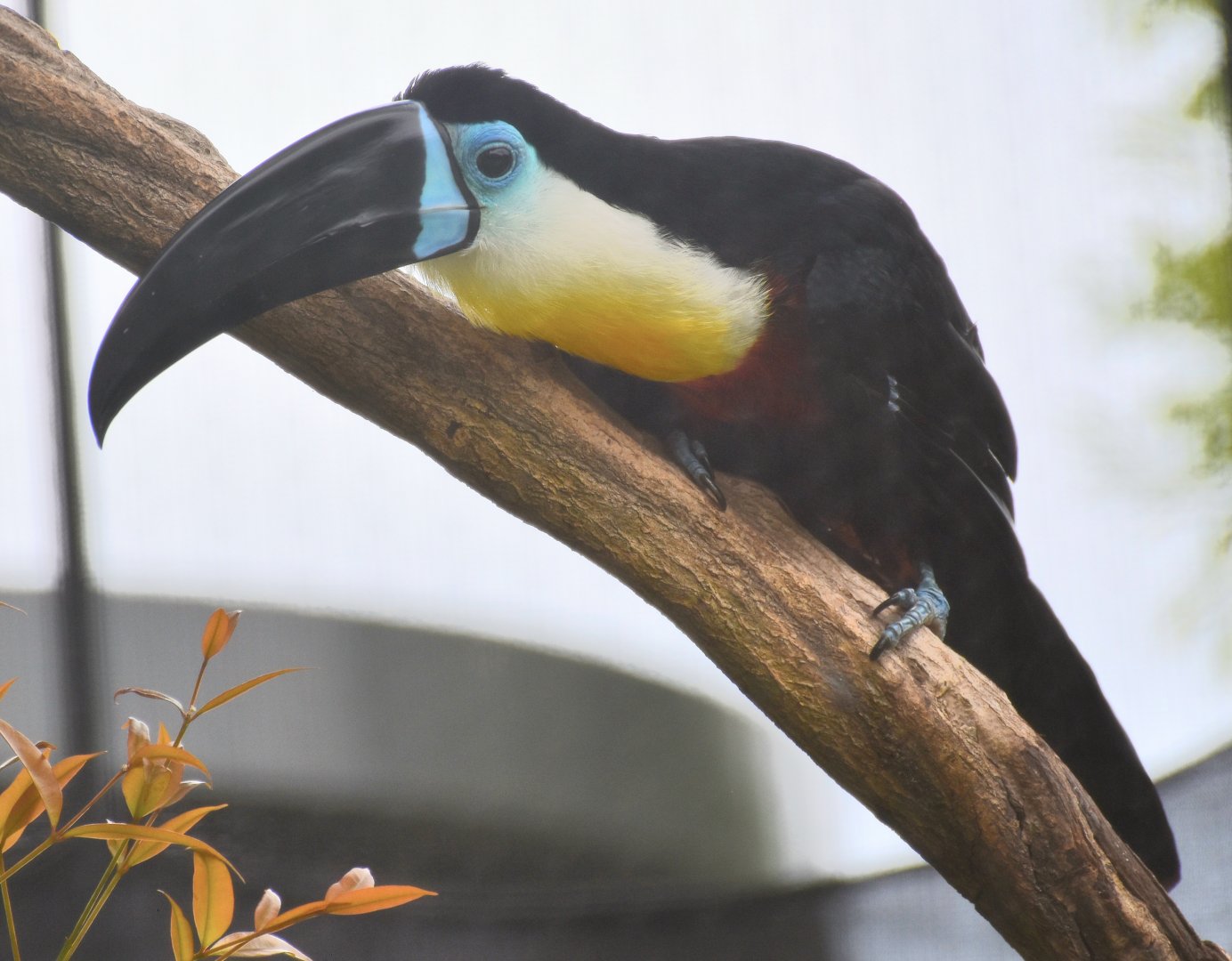 Channel-billed Toucan (Ramphastos vitellinus vitellinus)