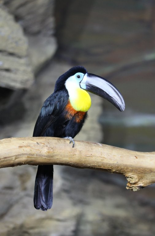 Channel-billed toucan (Ramphastos vitellinus)