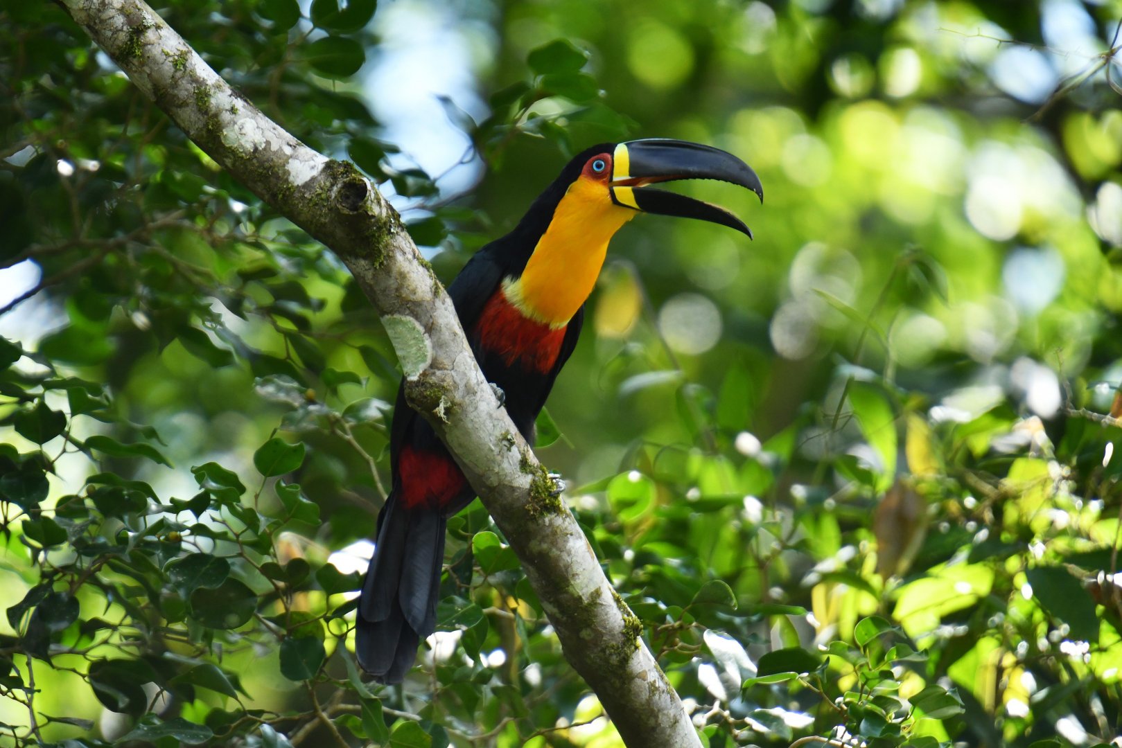Channel-billed Toucan (Ramphastos vitellinus)