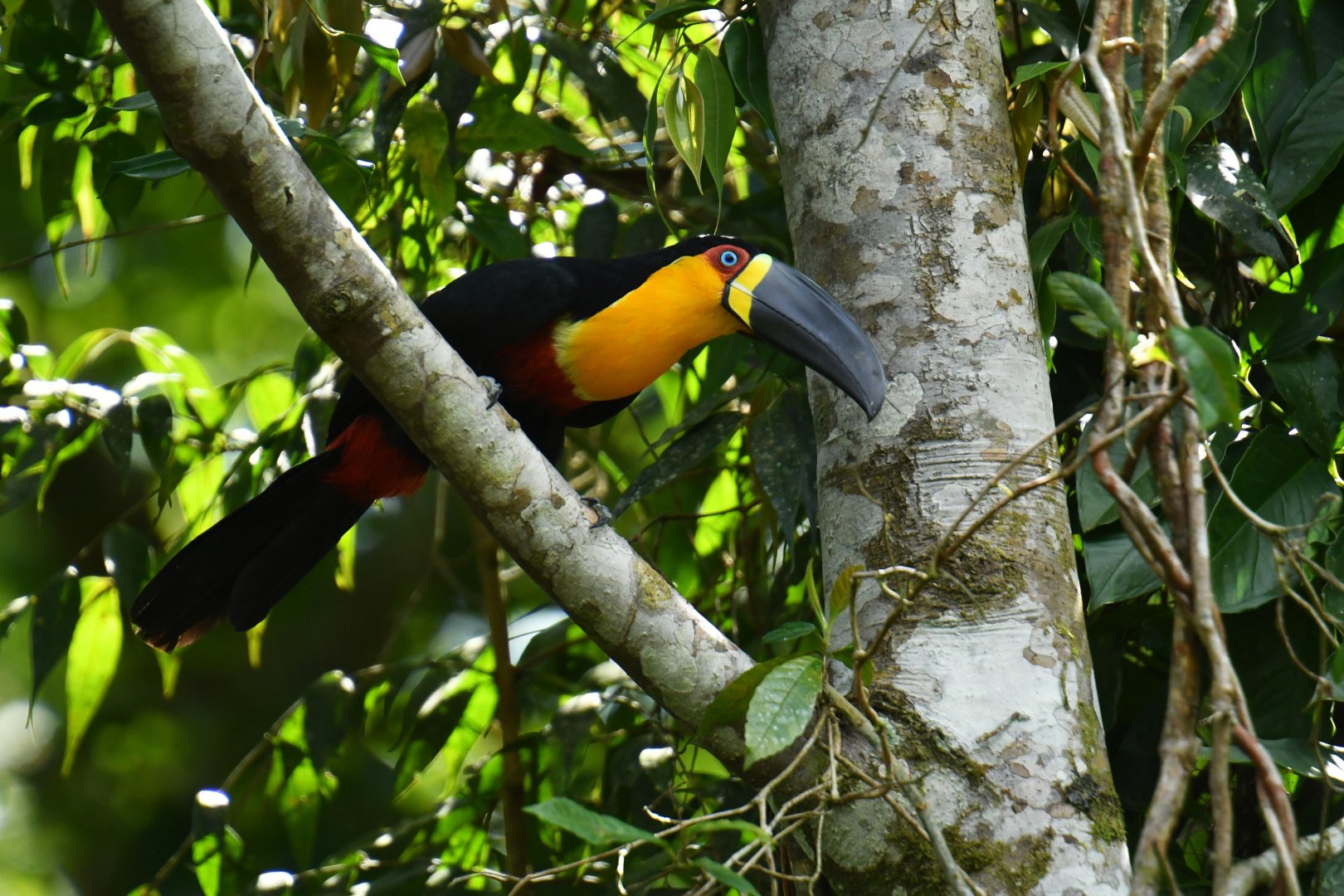 Channel-billed Toucan (Ramphastos vitellinus)