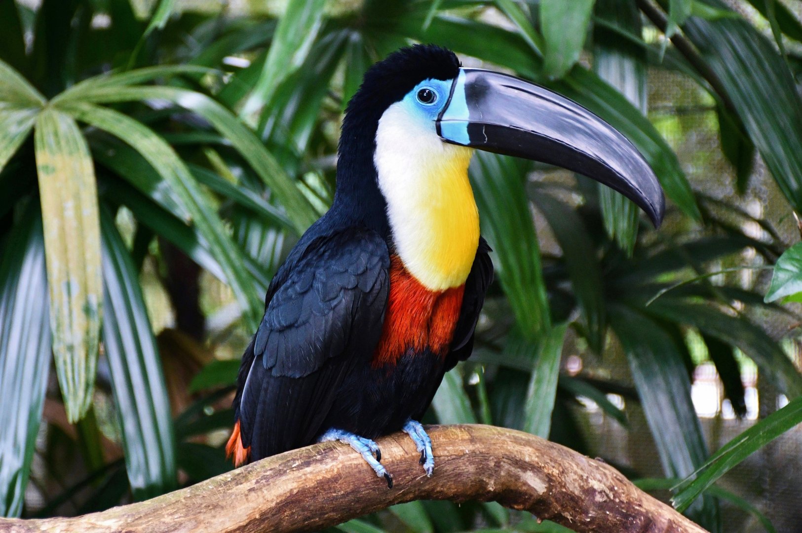 Channel-billed Toucan (Ramphastos vitellinus)