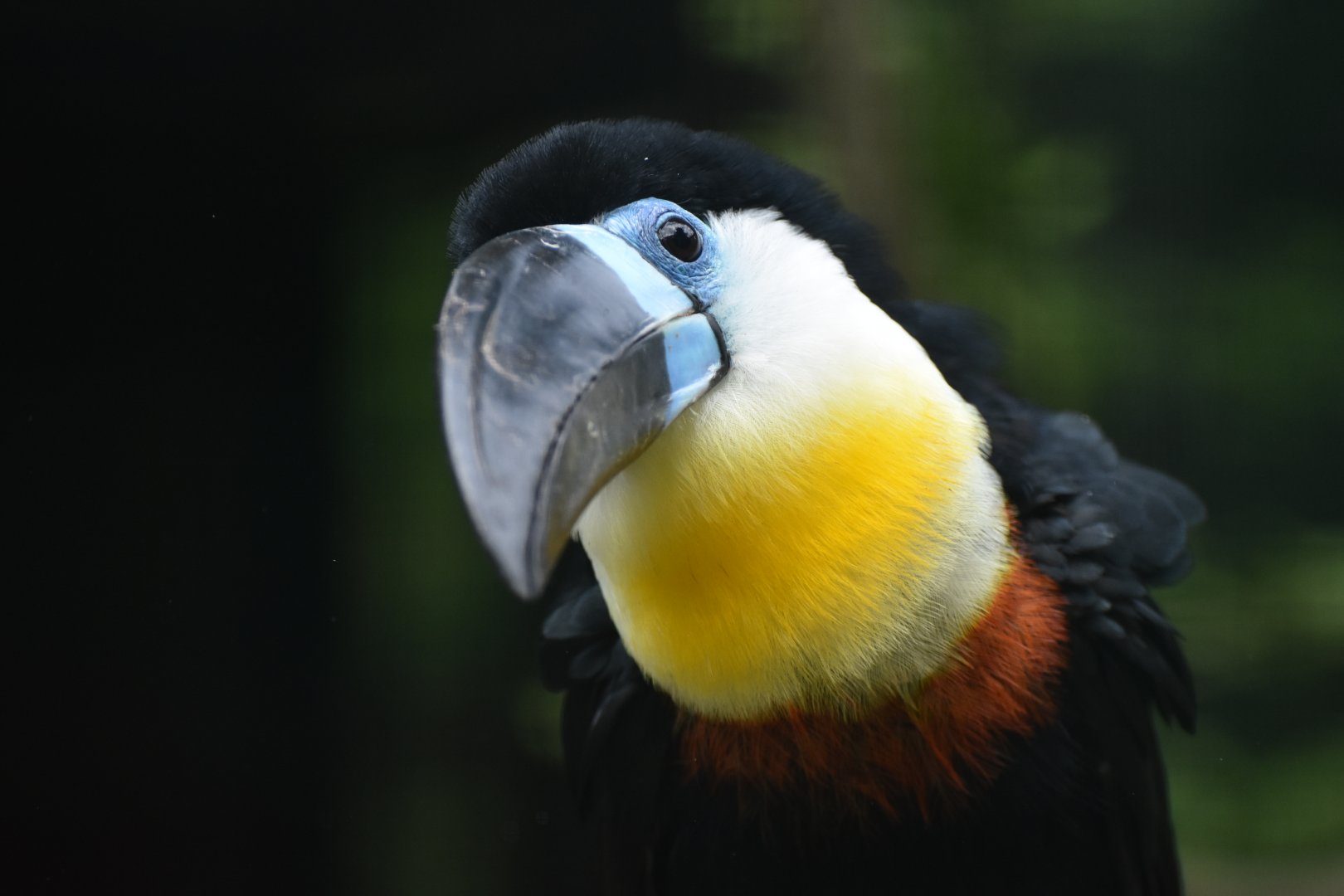 Channel-billed Toucan Ramphastos vitellinus
