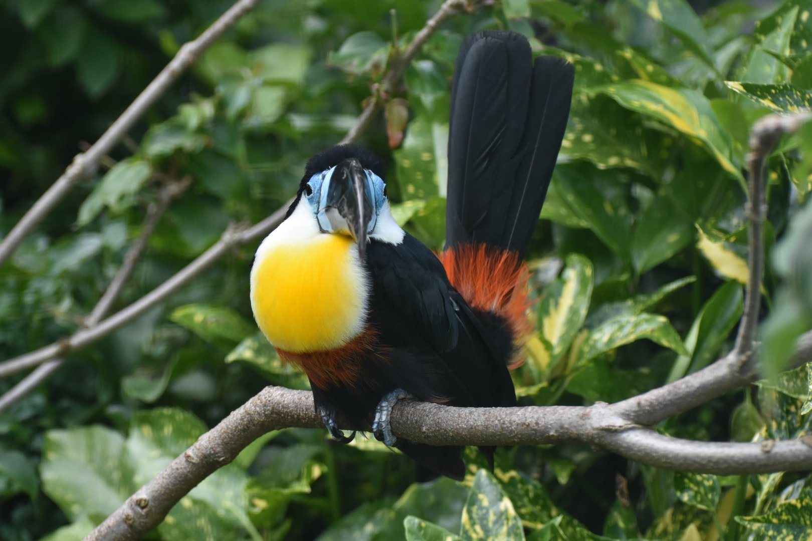 Channel-billed Toucan Ramphastos vitellinus
