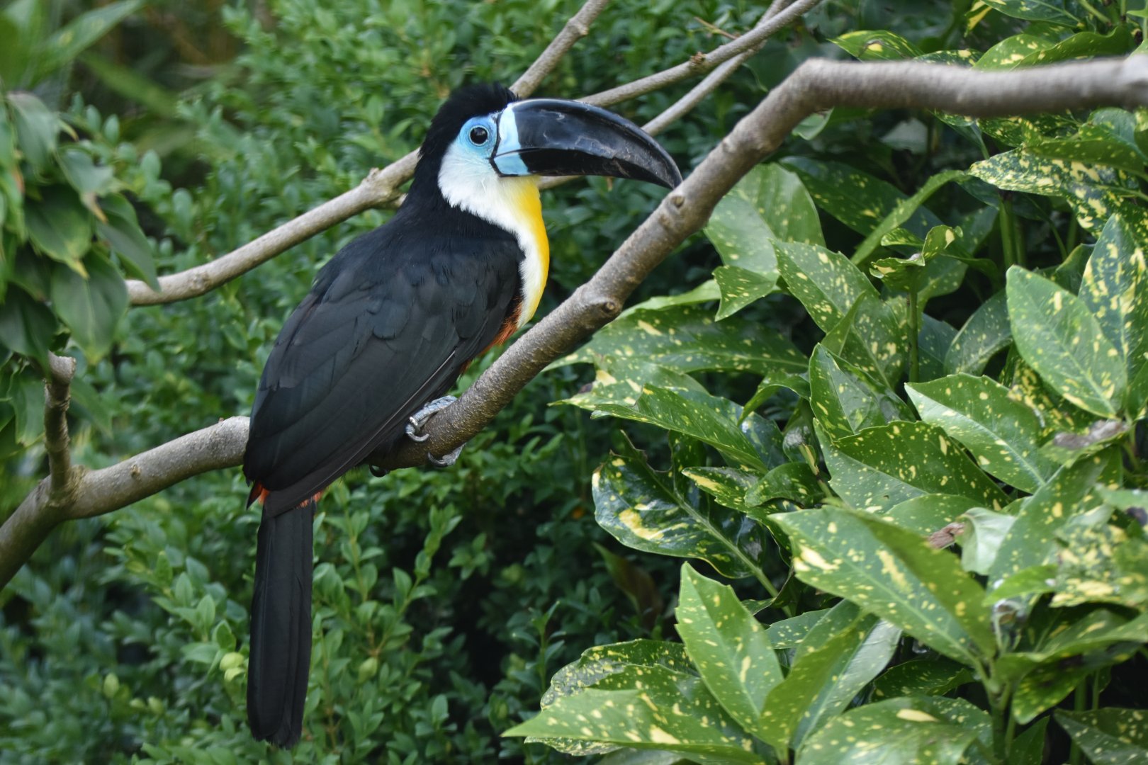 Channel-billed Toucan Ramphastos vitellinus