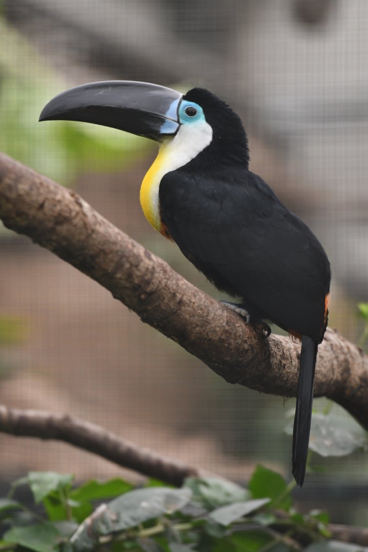Channel-billed Toucan Ramphastos vitellinus