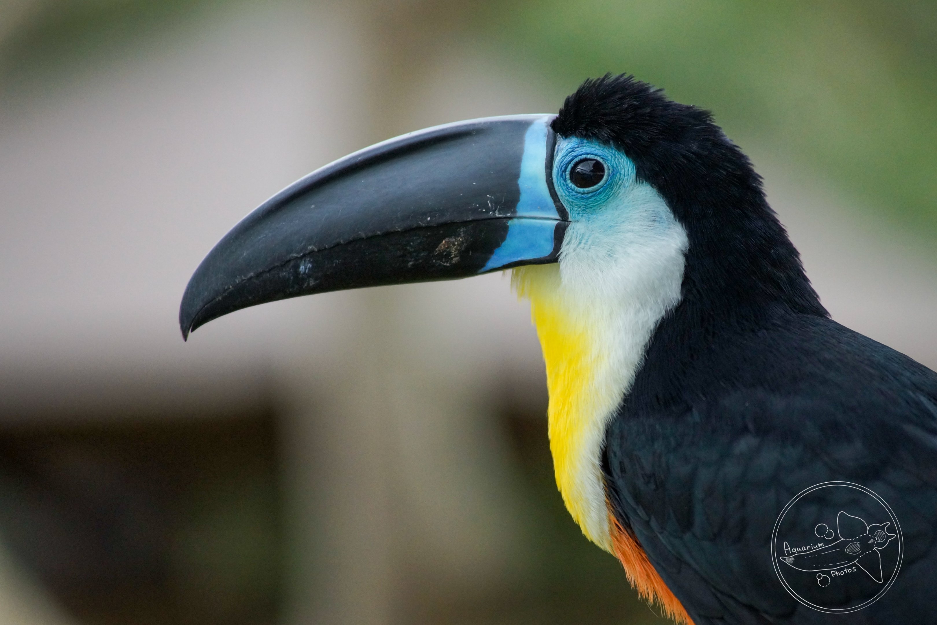 Channel-billed Toucan (Ramphastos vitellinus)