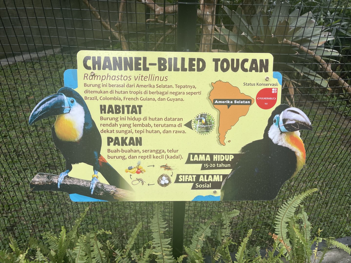 channel-billed toucan signage