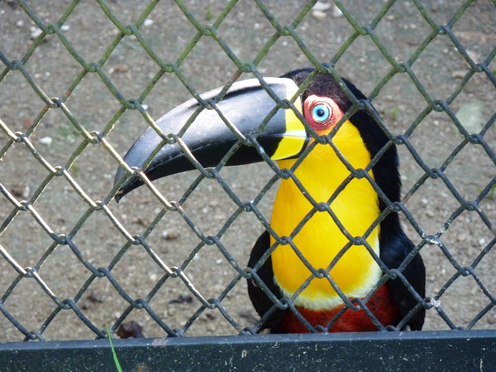 Channel-billed toucan (subspecies: ariel)