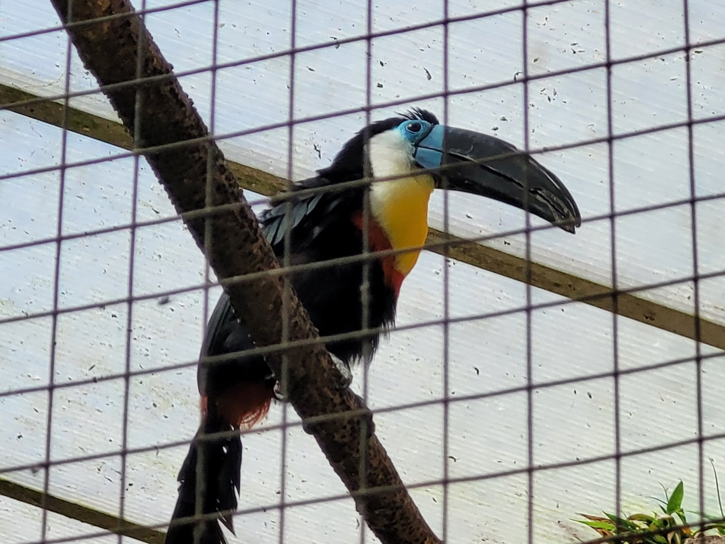 Channel-billed toucan -Zoo du bassin d'Arcachon (2024)
