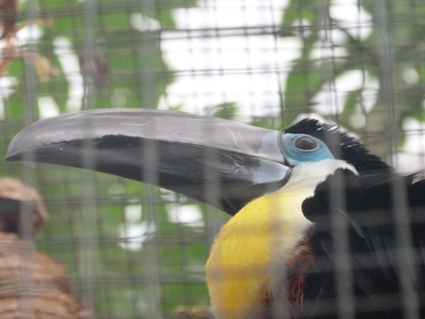 Channel-billed toucan -ZooParc de Beauval (2025)