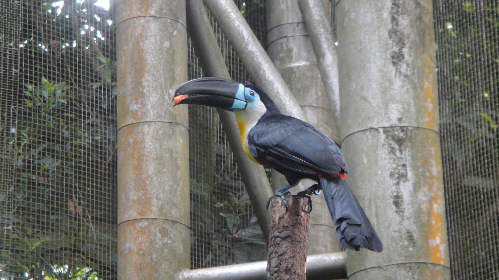 Channel-billed Toucan