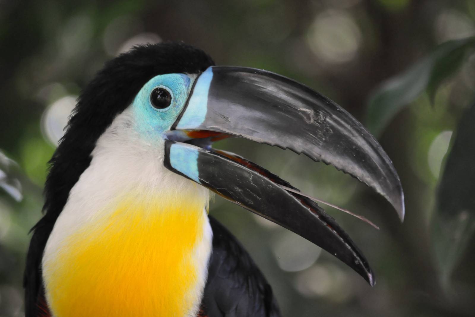 Channel-billed Toucan