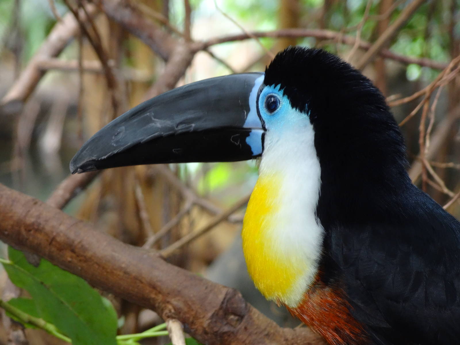 Channel-billed toucan