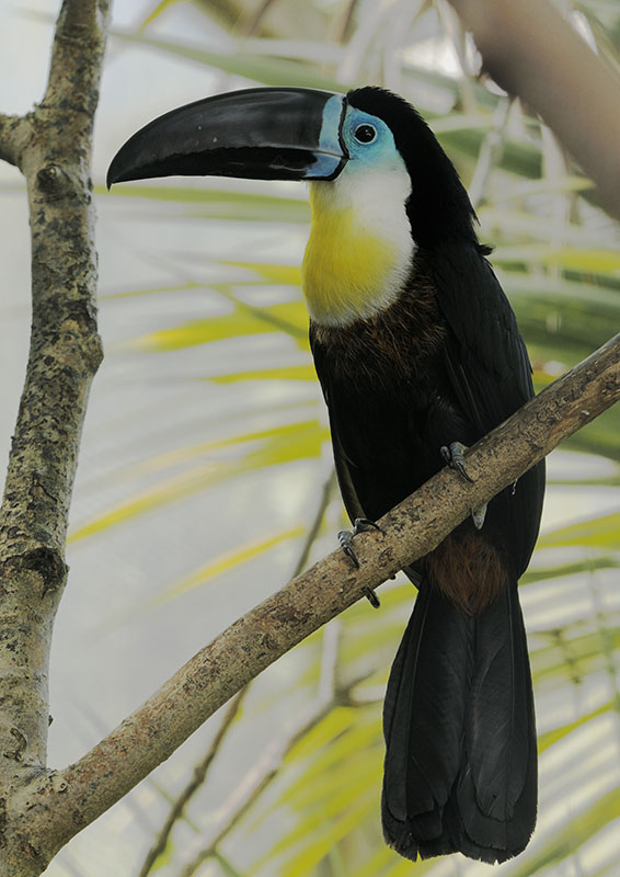 Channel-billed toucan