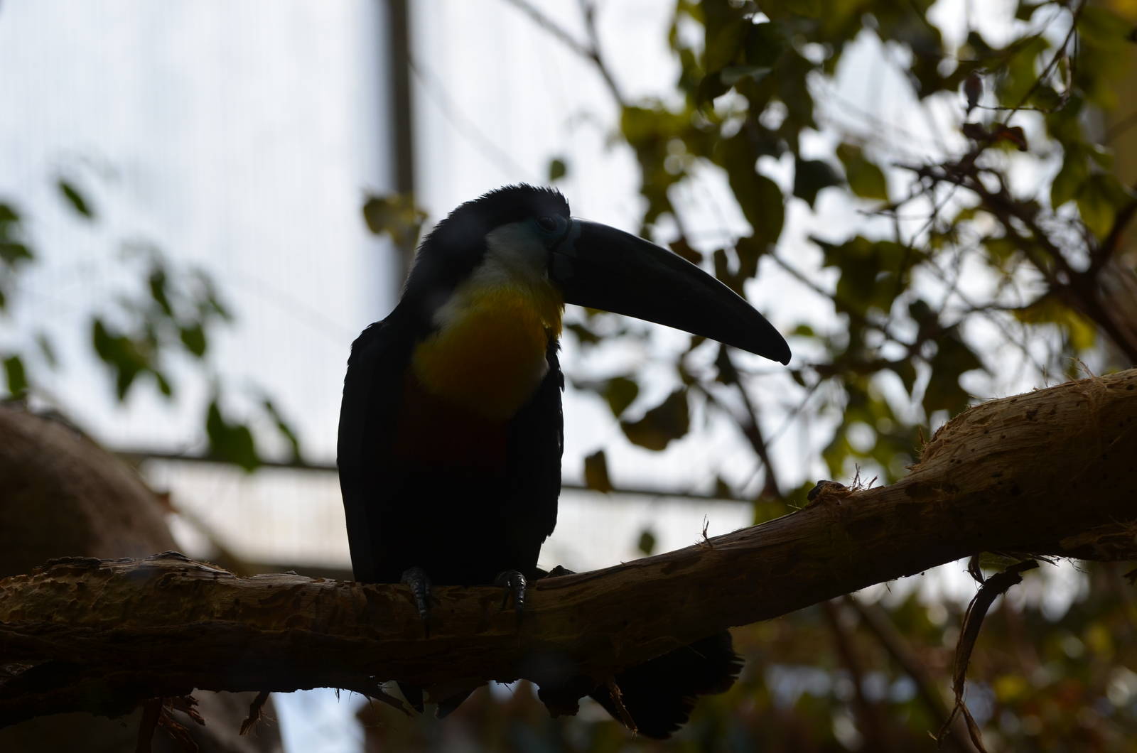 Channel-billed Toucan
