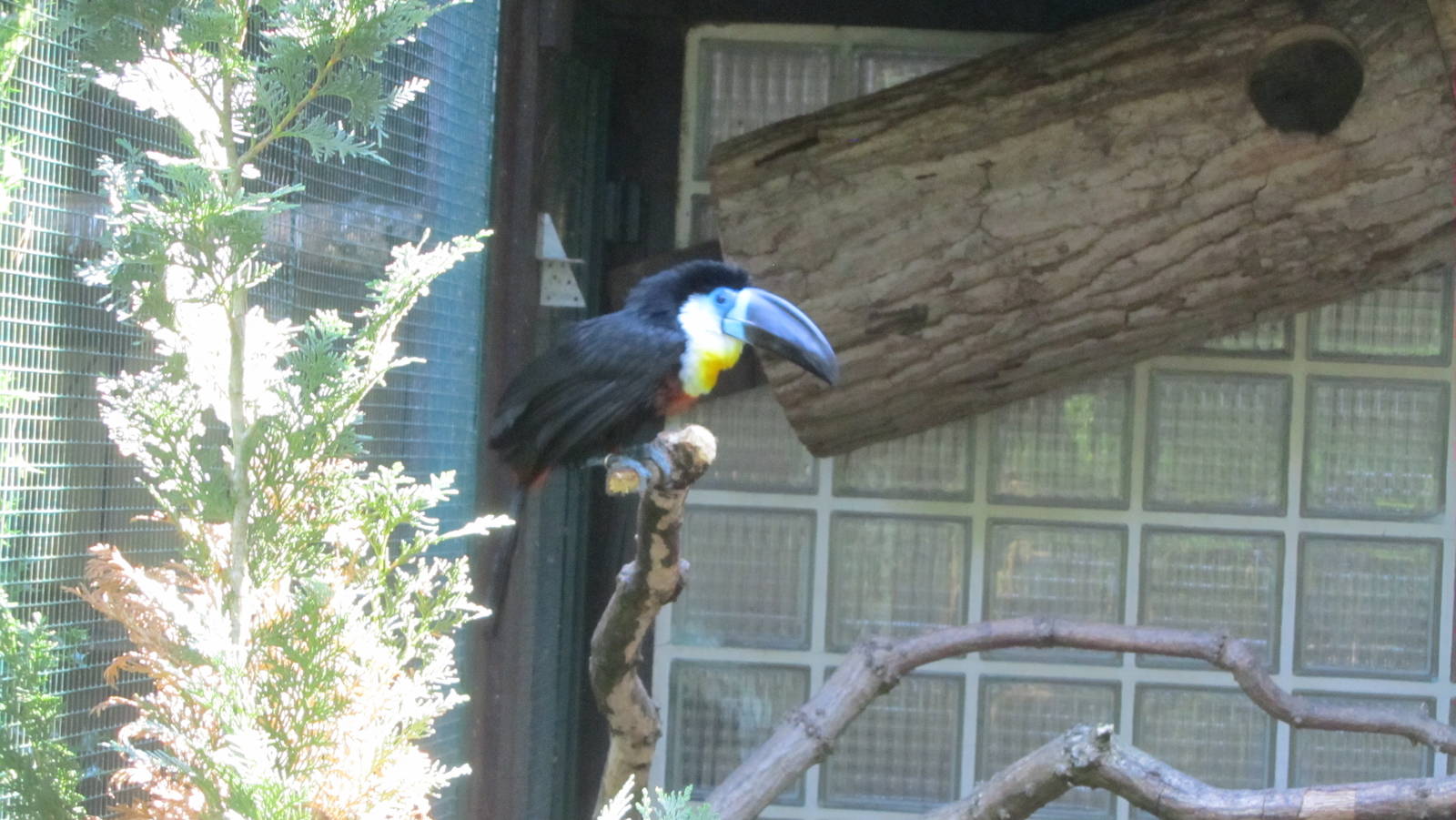 Channel-billed toucan