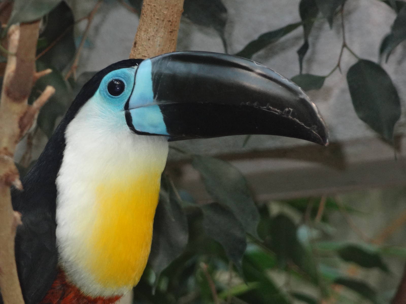 Channel-billed Toucan
