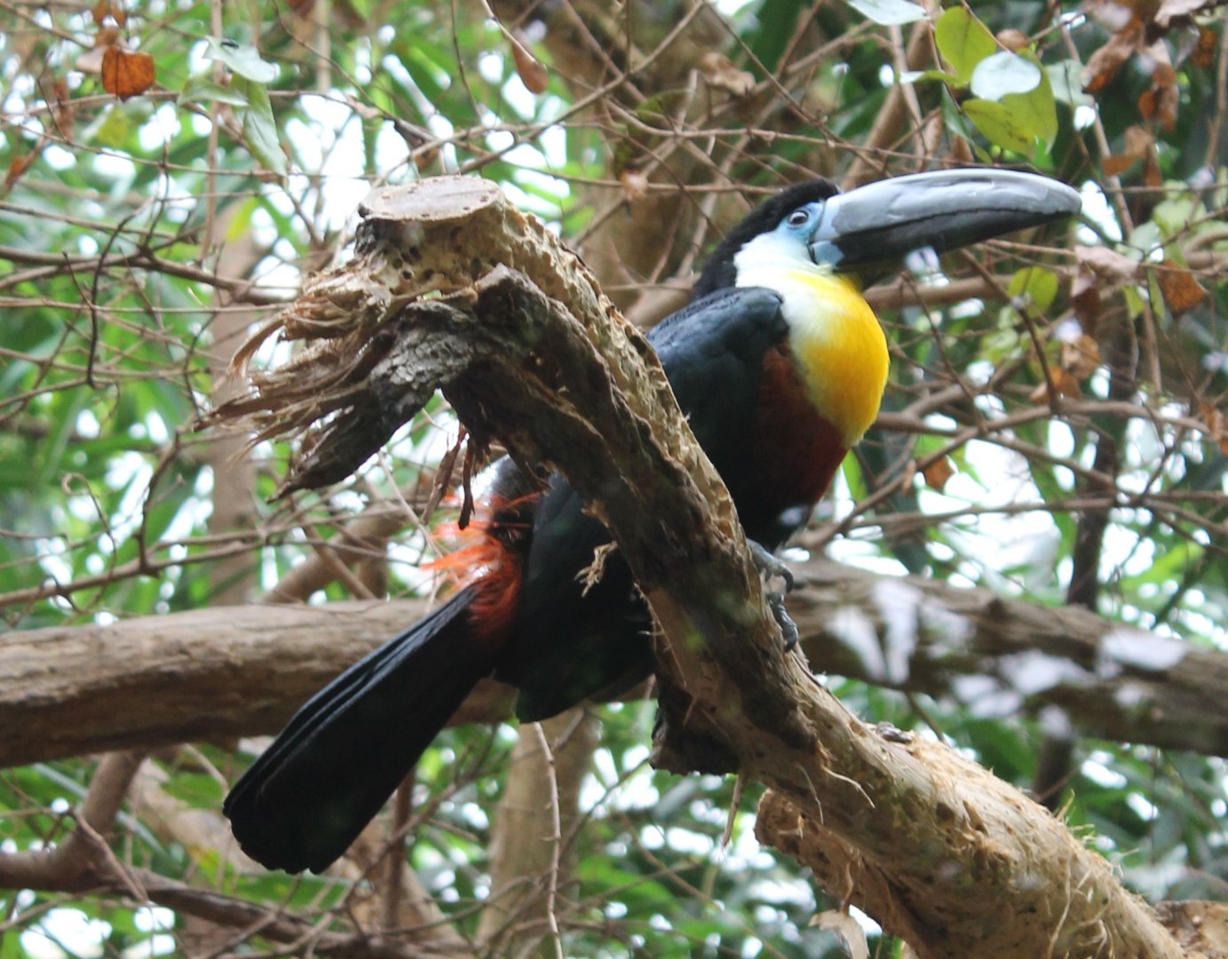 Channel-billed toucan