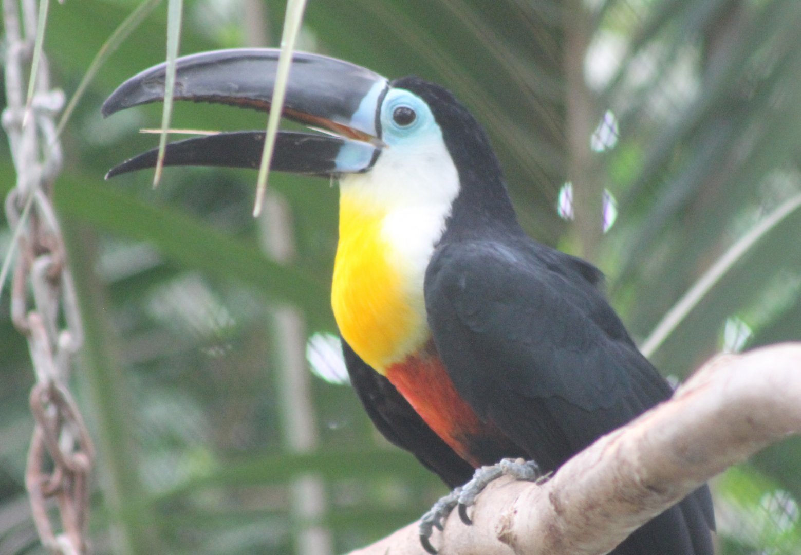 Channel-billed toucan