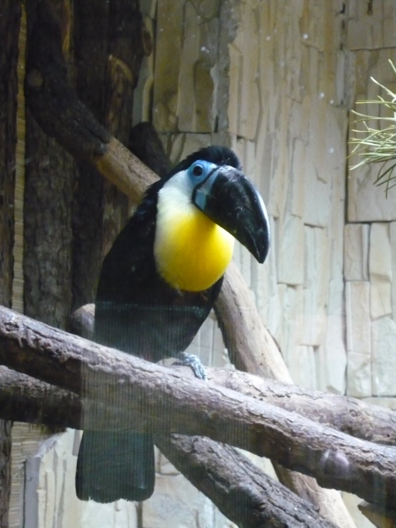 Channel-billed toucan