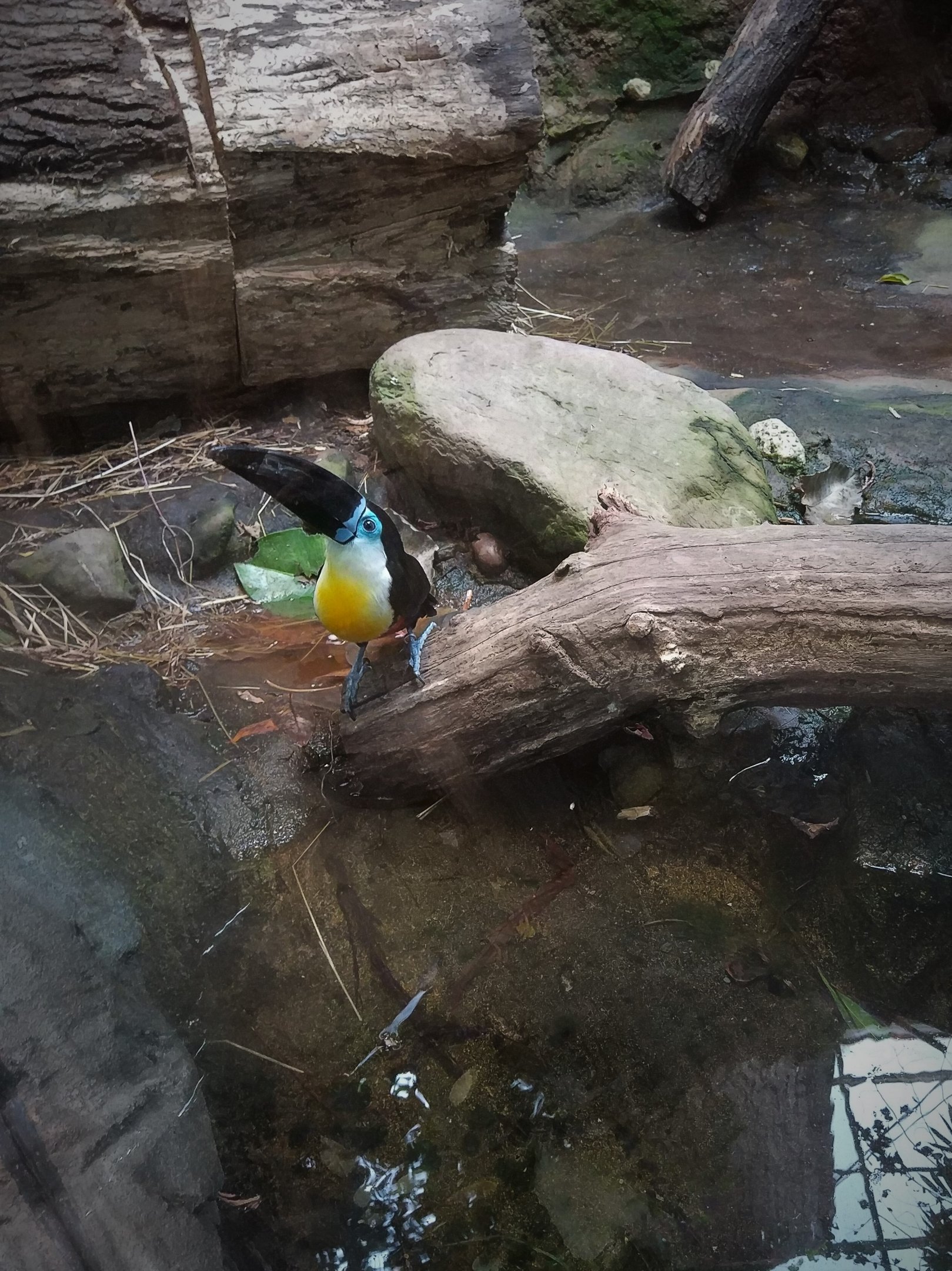 Channel-billed Toucan?