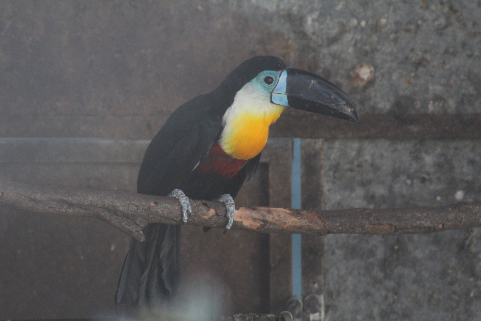 Channel-Billed Toucan
