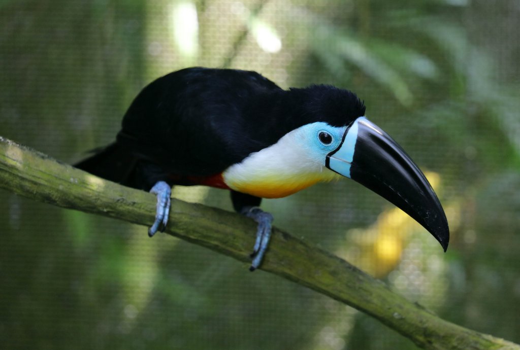Channel-billed Toucan
