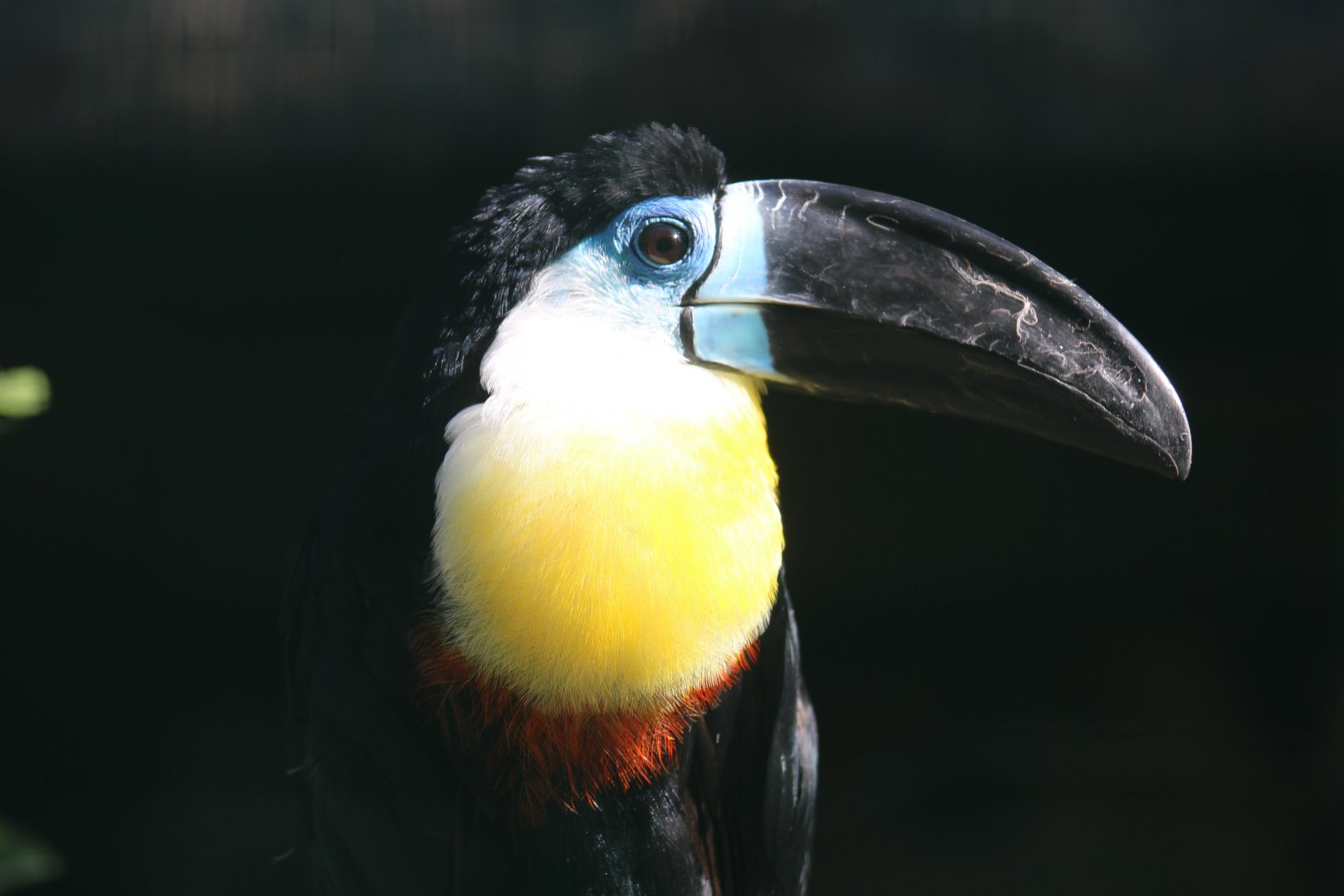 Channel-Billed Toucan