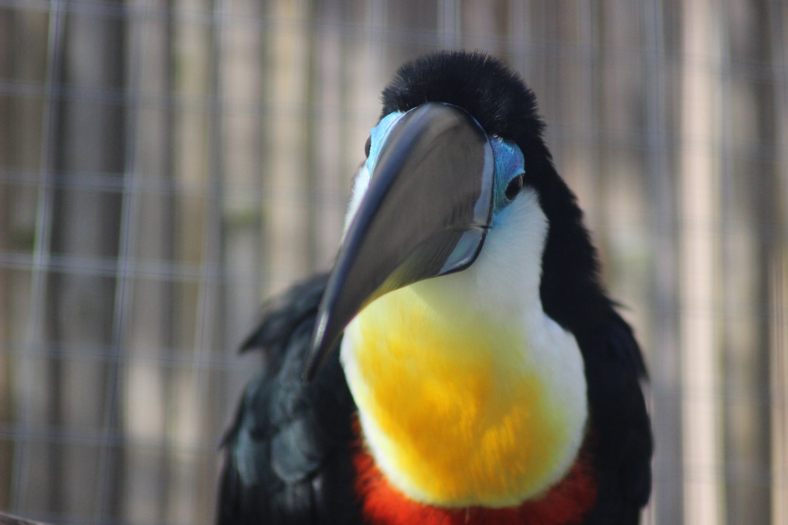 Channel Billed Toucan