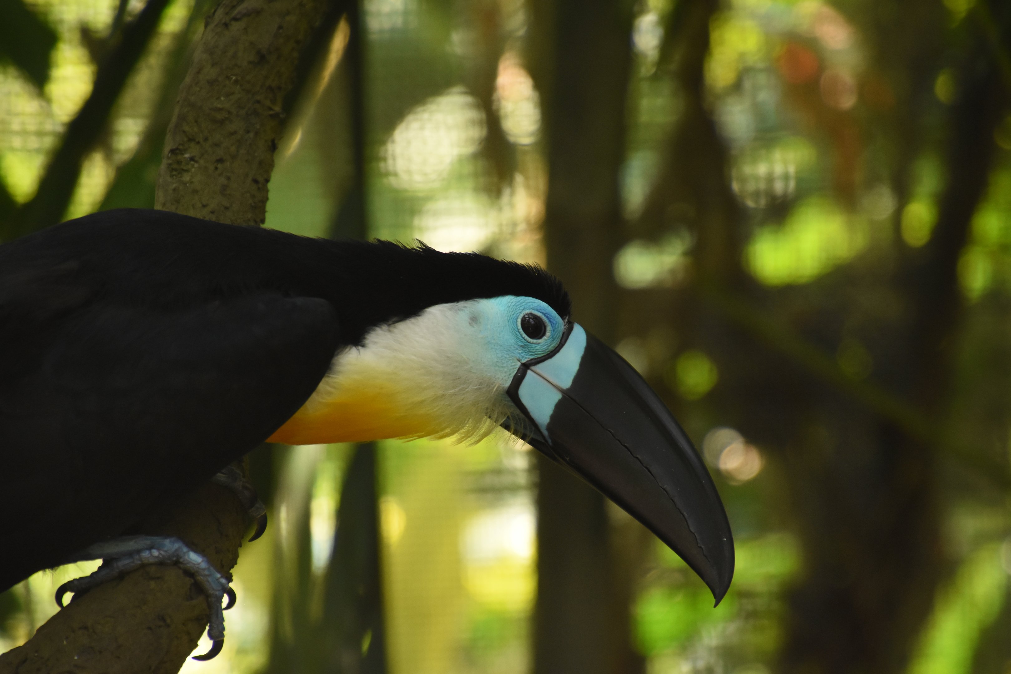 Channel-billed toucan