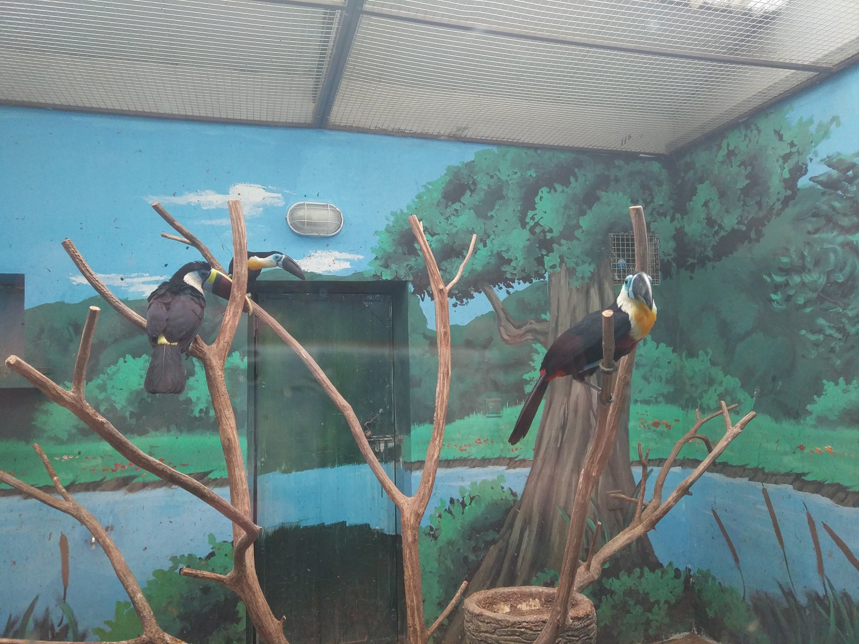 Channel-billed Toucan