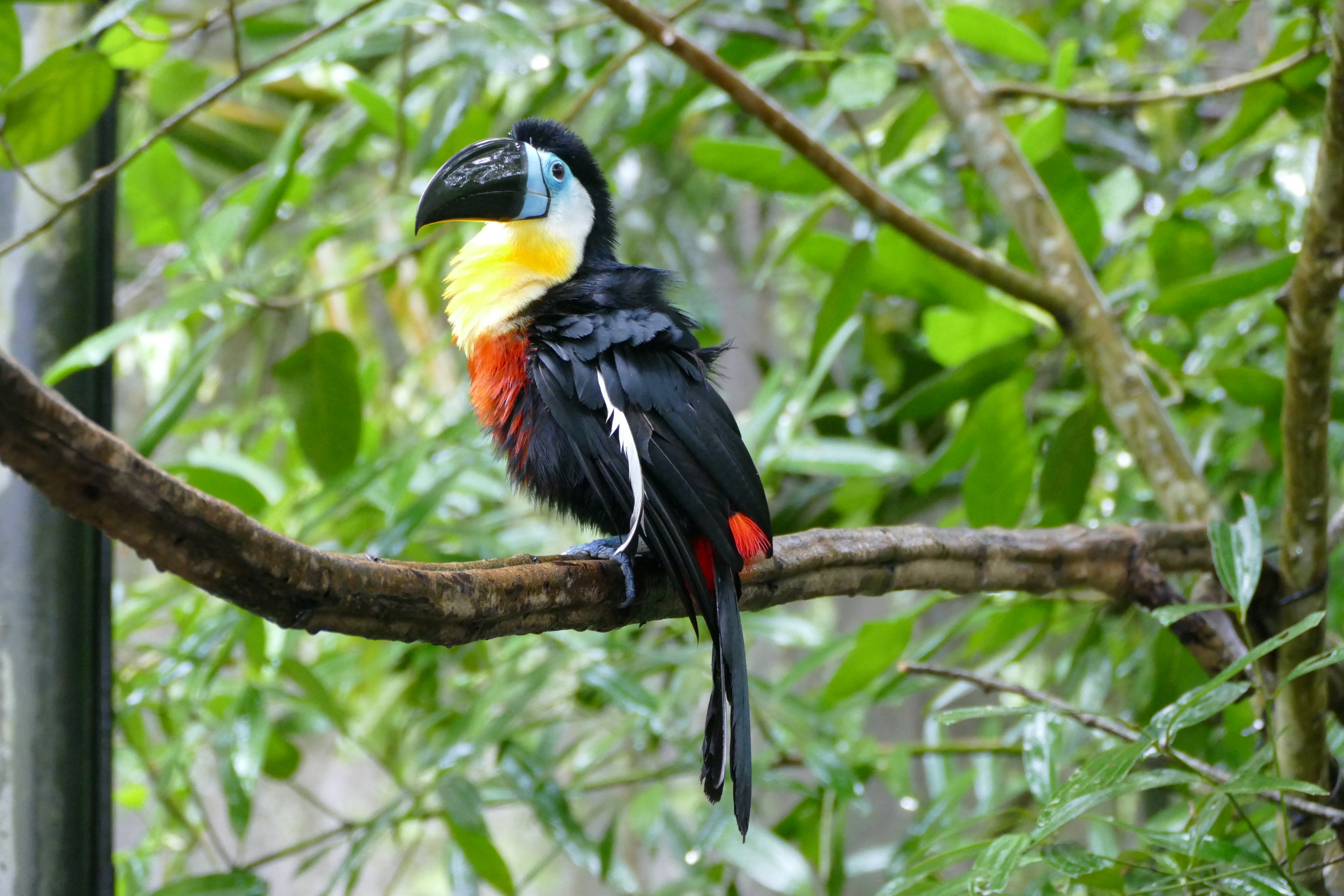 Channel-billed toucan