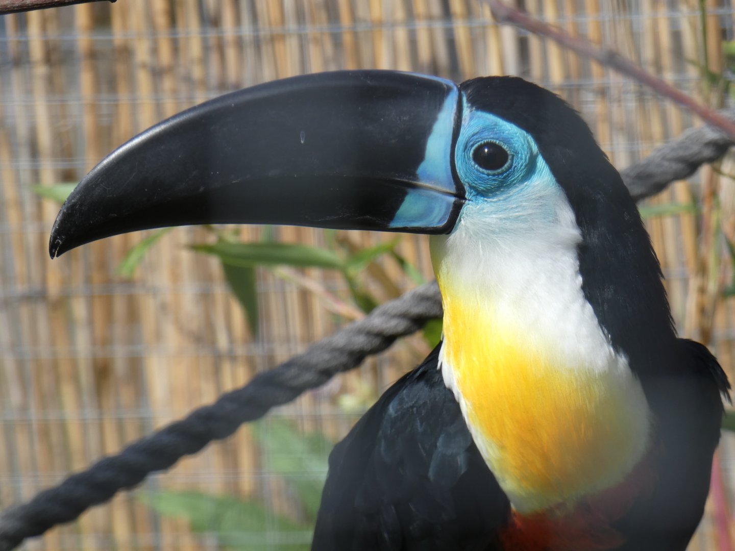 Channel-billed Toucan