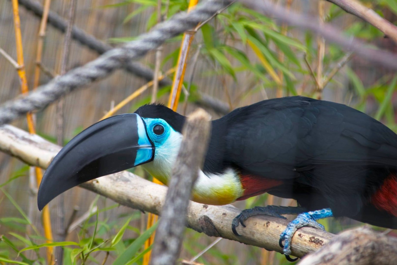 Channel billed Toucan