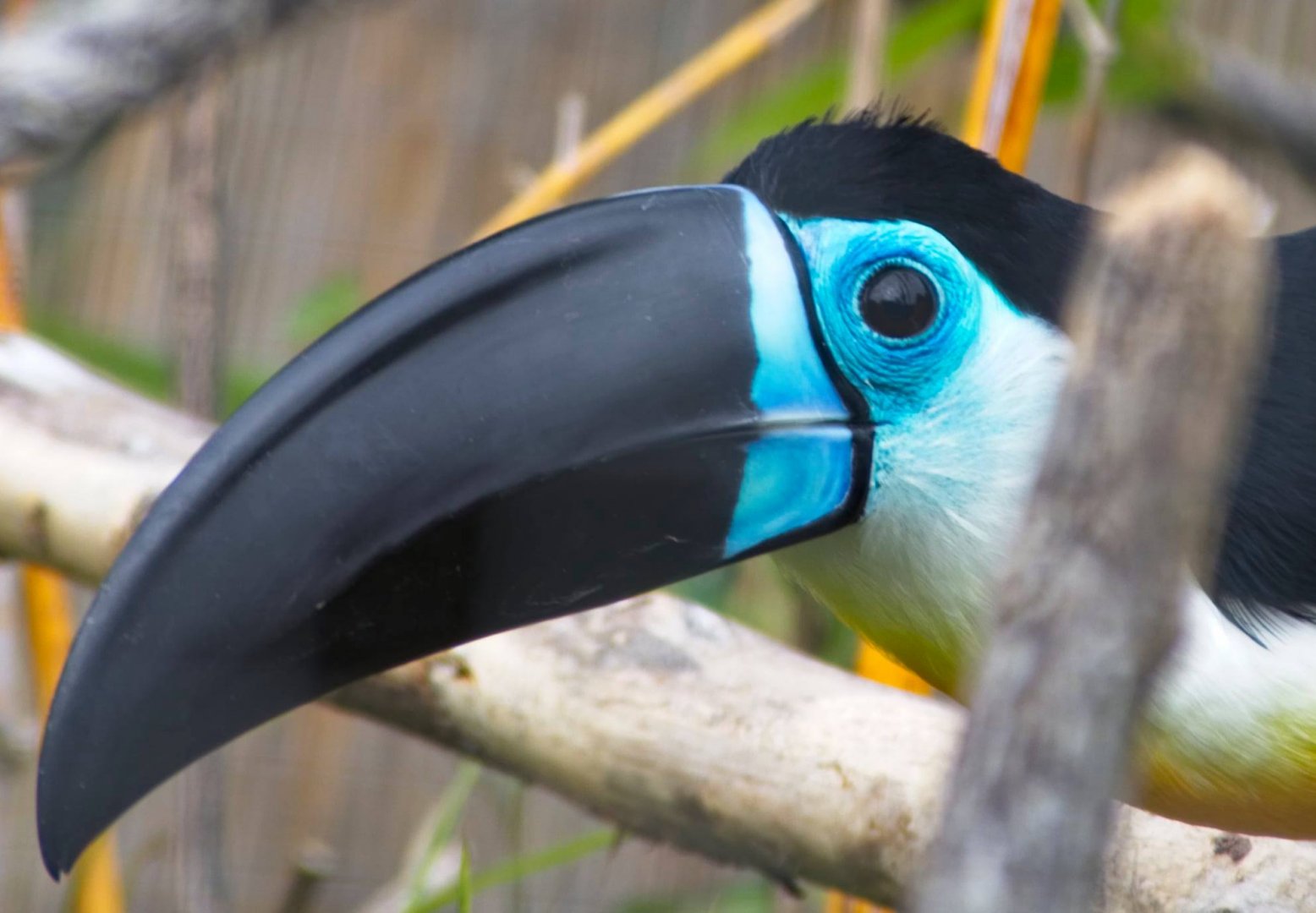 Channel-Billed Toucan