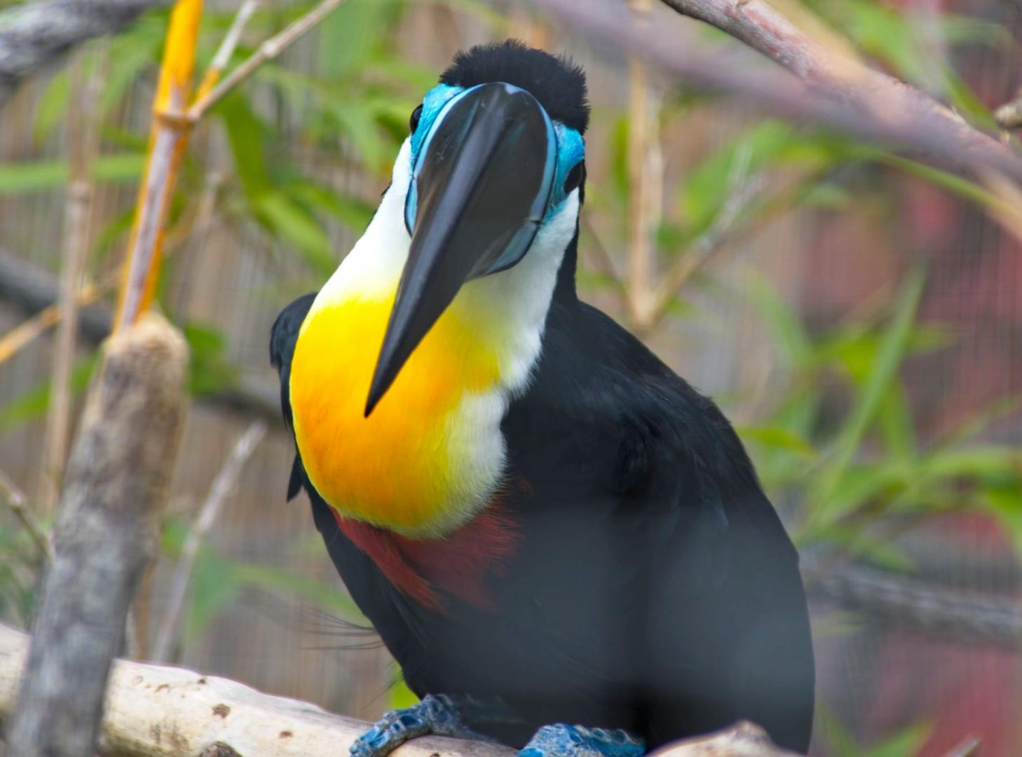 Channel-Billed Toucan