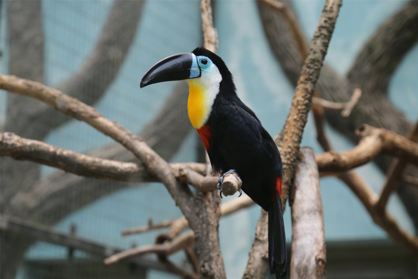 Channel-billed Toucan