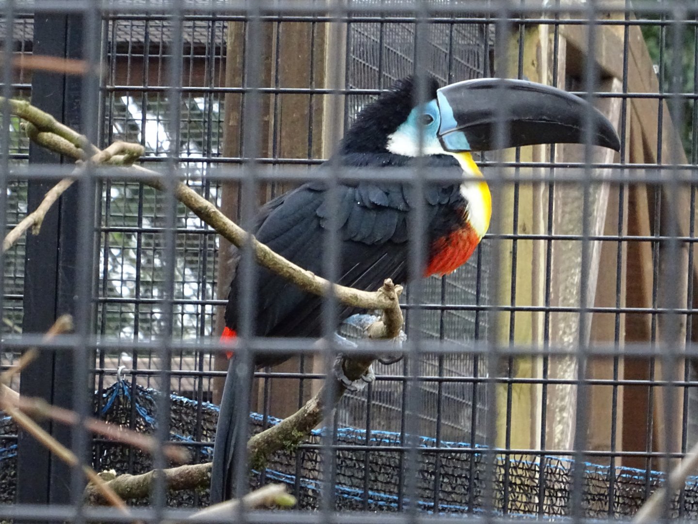 Channel-Billed Toucan