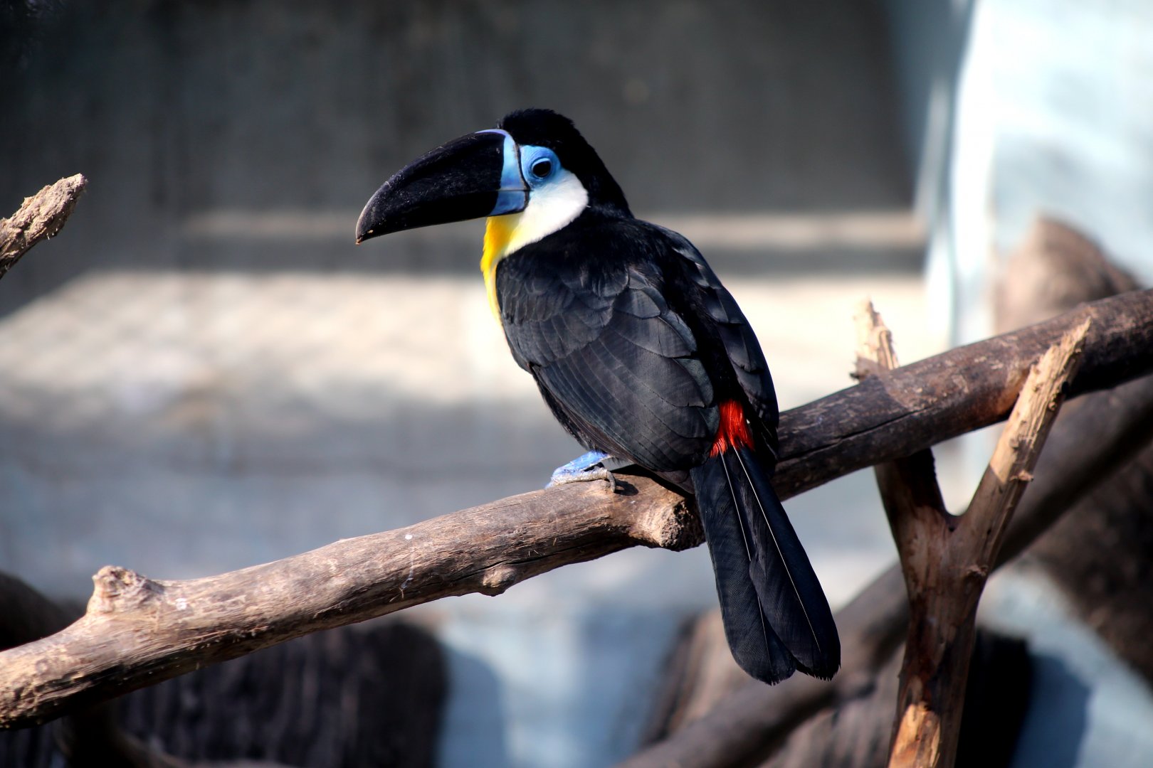 Channel-billed Toucan