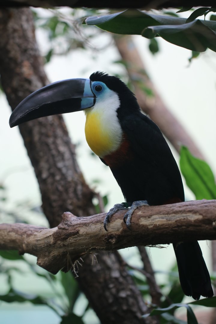Channel-billed toucan