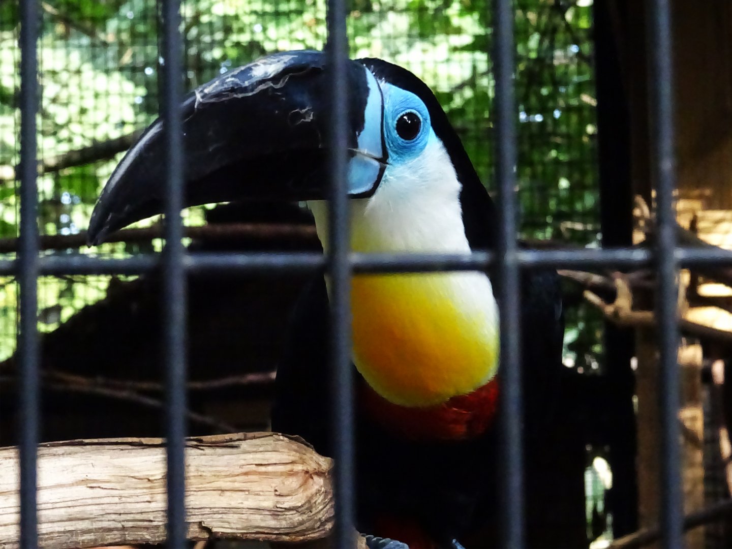 Channel-Billed Toucan