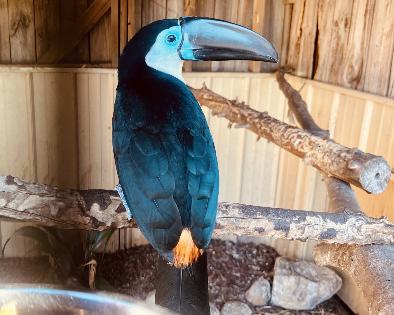 Channel Billed Toucan