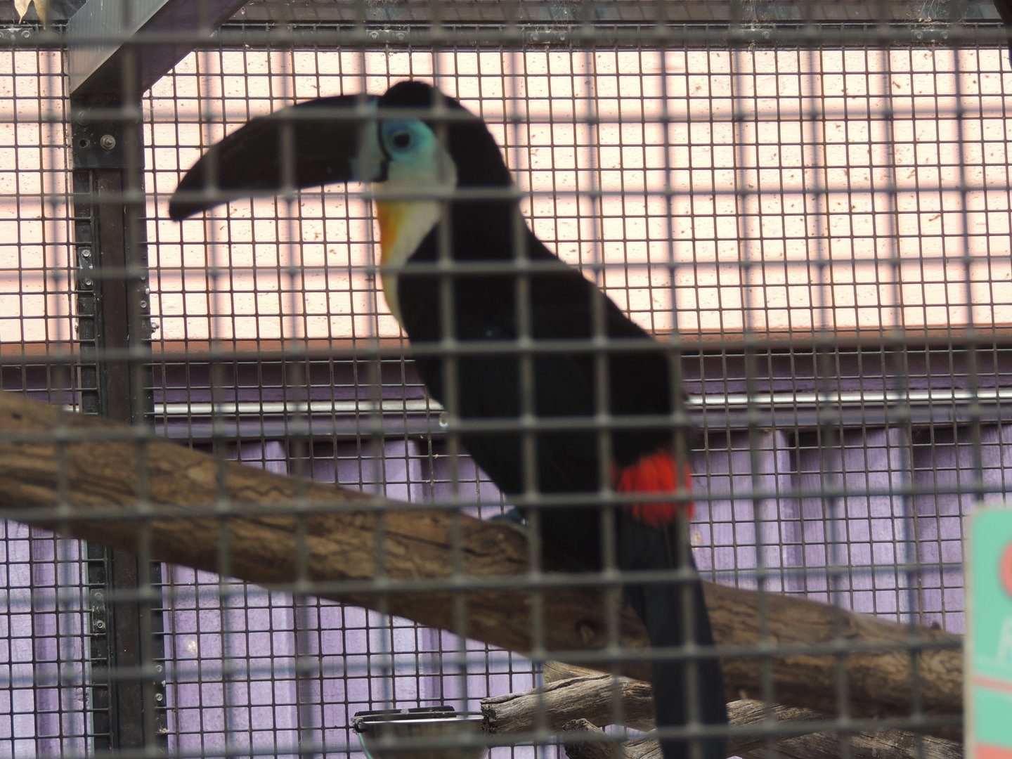 channel billed toucan