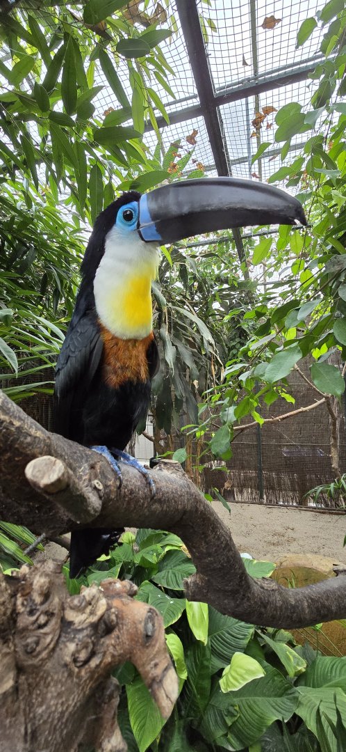 Channel-billed toucan