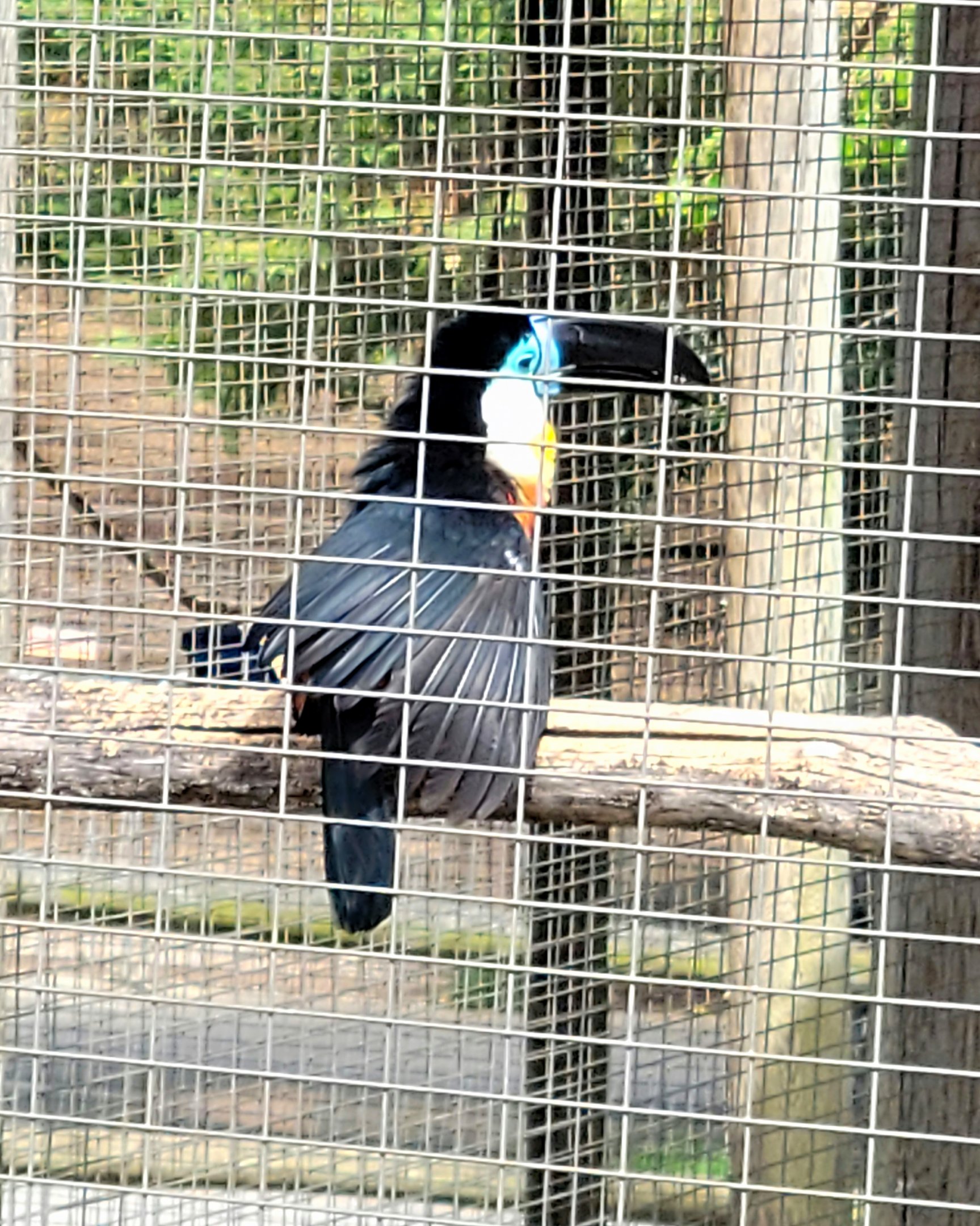 Channel-Billed Toucan