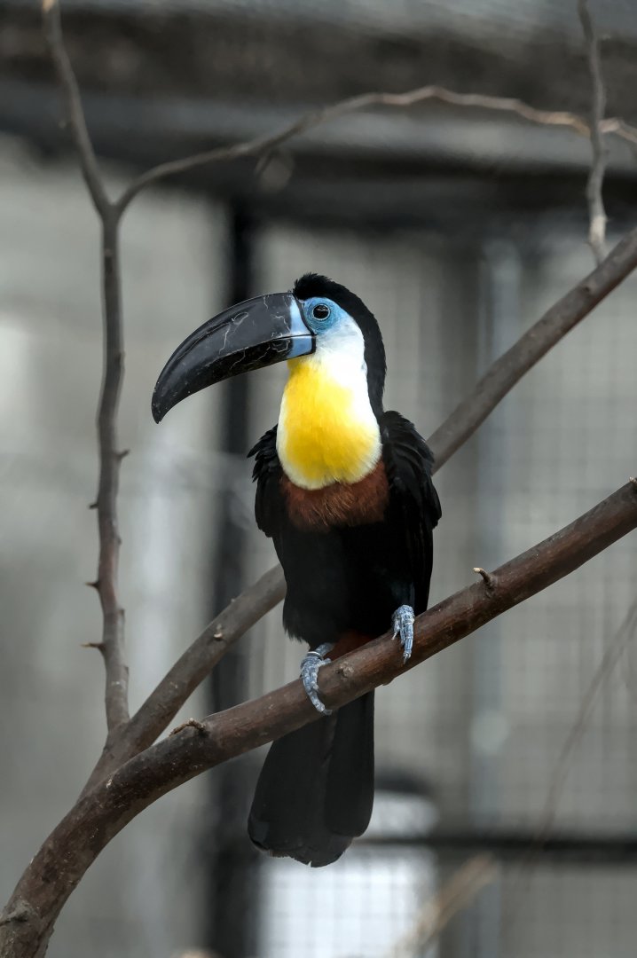 Channel-billed Toucan