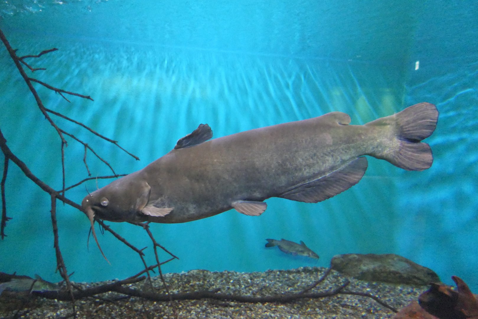 Channel Catfish (Ictalurus punctatus) - Lake Biwa Museum