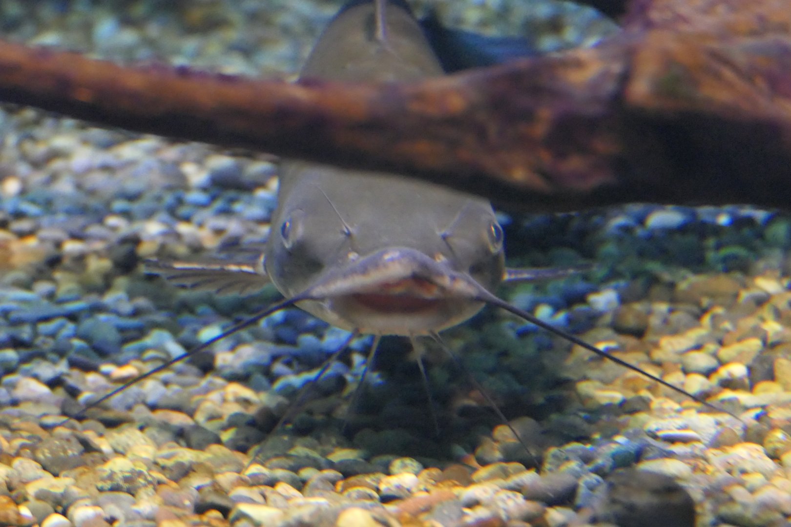 Channel Catfish (Ictalurus punctatus) - Lake Biwa Museum